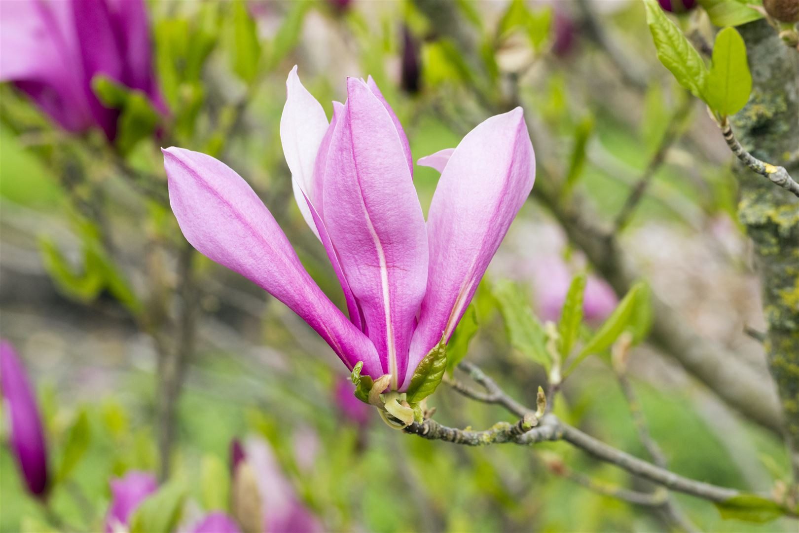 Pflanzen für Dich Gehölze Magnolia liliiflora Ricki, 1 St., Purpur-Magnolie, Tulpen-Magnolie