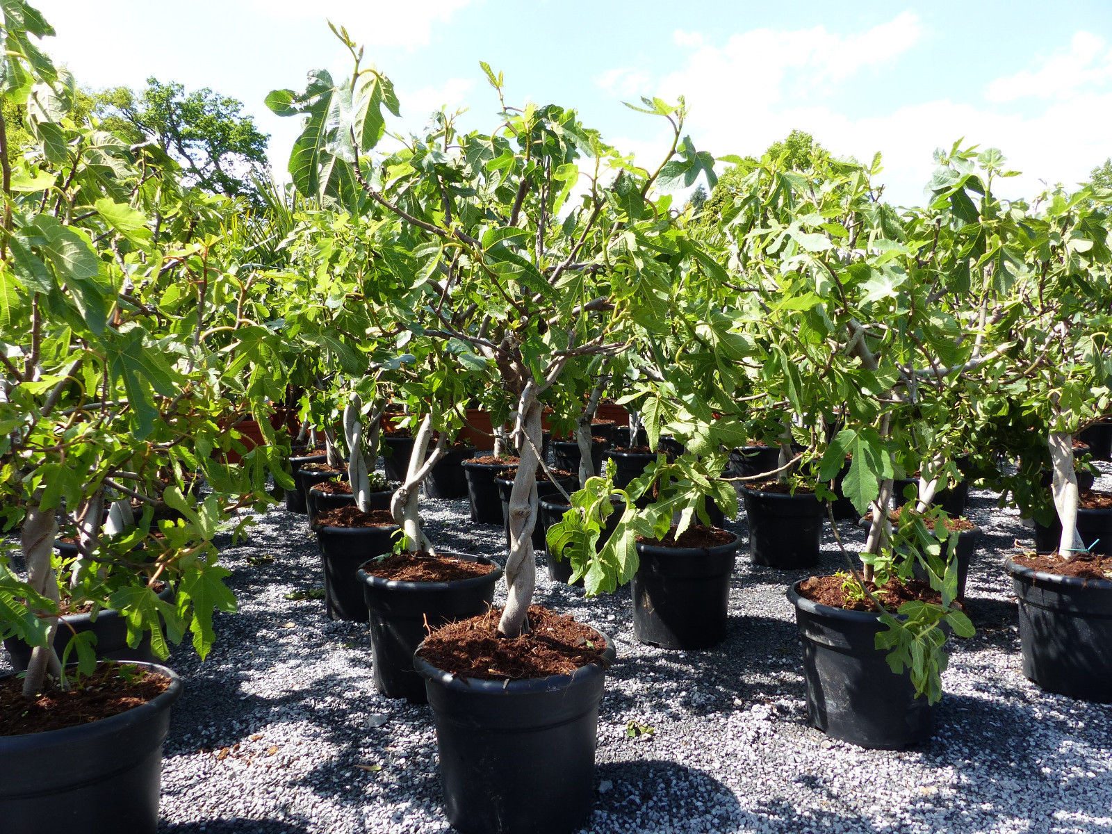 gruenwaren jakubik Feigenbaum Feigenbaum - hell dunkel - 1 Topf, Obstbaum, winterhart, Ficus Carica