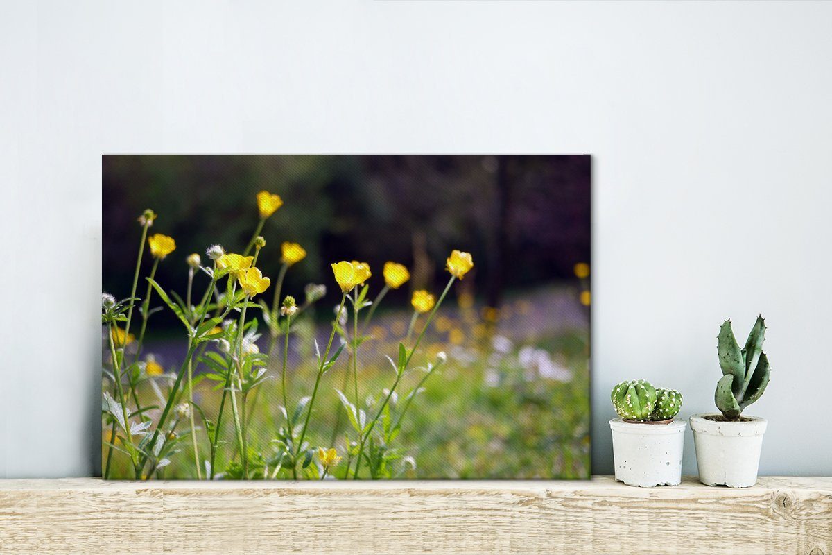 Wandbild OneMillionCanvasses® - Leinwandbilder, Grün, Wanddeko, St), - 30x20 (1 Leinwandbild Hahnenfuß cm Gelb Aufhängefertig,