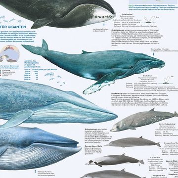 Close Up Poster Wale und Delfine Poster deutsch DIN A1 84,1 x 59,4 cm