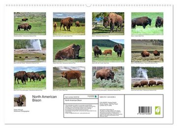 CALVENDO Wandkalender North American Bison (Premium-Calendar 2023 DIN A2 Landscape)