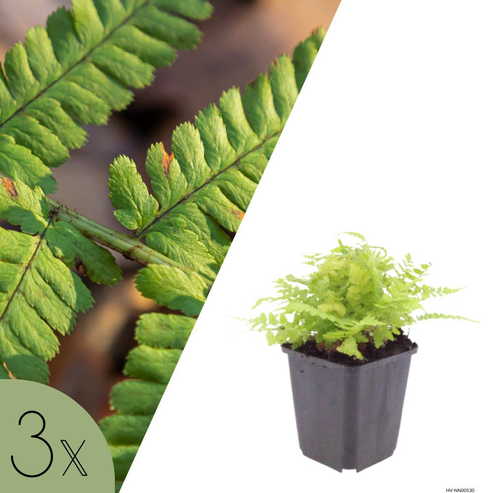 NatureNest Staude Wurmfarn, Set 3 Pflanzen, Dryopteris filix-mas, für schattige