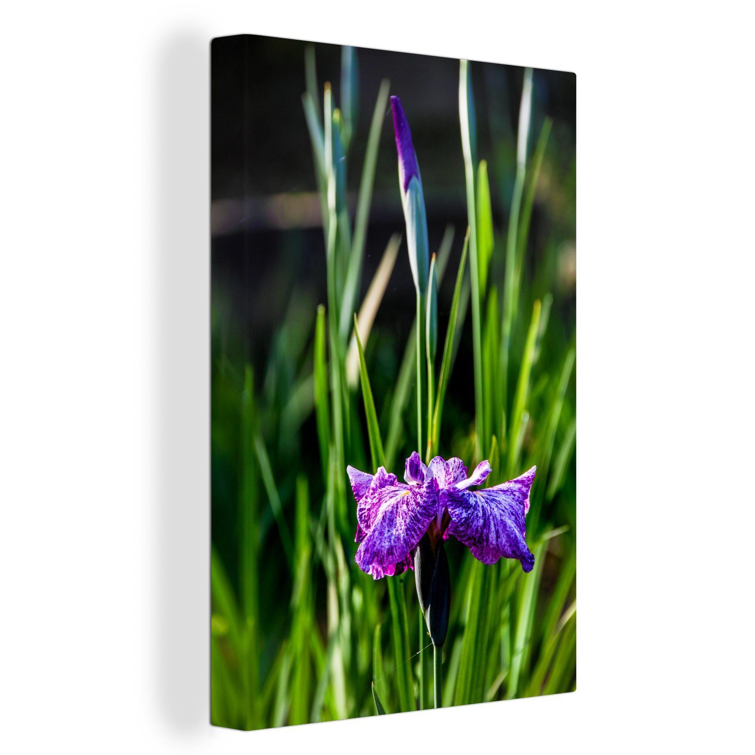 OneMillionCanvasses® Leinwandbild Die violette Blüte des Kalmus, (1 St), Leinwandbild fertig bespannt inkl. Zackenaufhänger, Gemälde, 20x30 cm