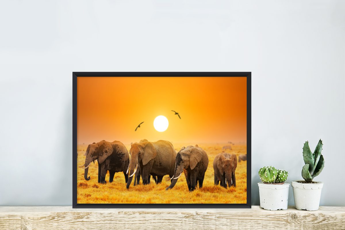 Bilder, Schwarzem Wanddeko, Gerahmtes Orange, Vogel MuchoWow Poster St), Wandposter, Poster, - (1 - Bilderrahmen Elefant
