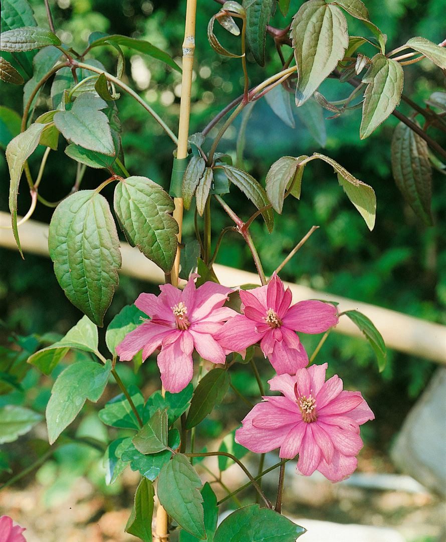 Pflanzen für Dich Kletterpflanze Clematis montana Broughton Star, 1 St., Berg-Waldrebe, Clematis, rosarot, schnellwachsend