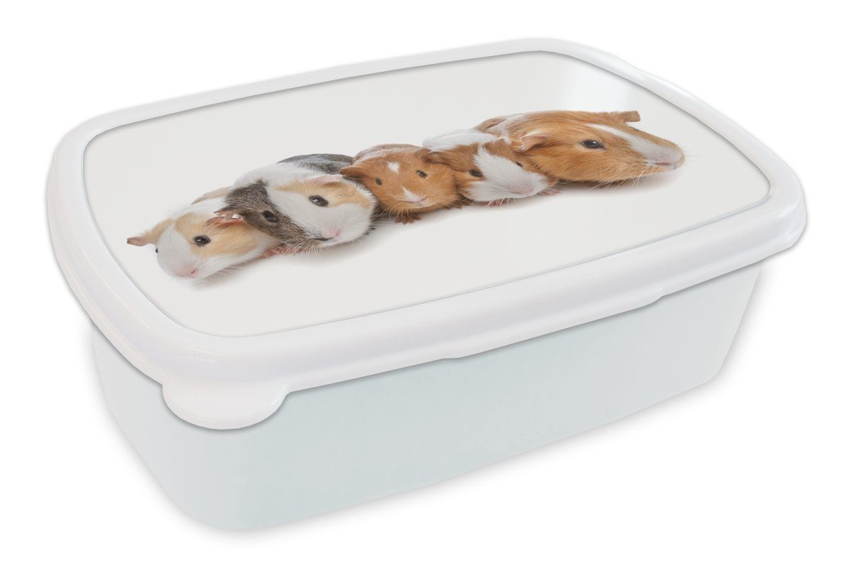 Brotdose, Brotbox für und Lunchbox Kinder für Mädchen Jungs (2-tlg), Erwachsene, Meerschweinchen, weiß MuchoWow und Kunststoff, Fünf