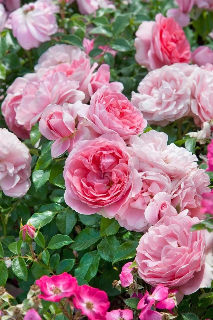 Pflanzen für Dich Rose Rosa Rosenfee