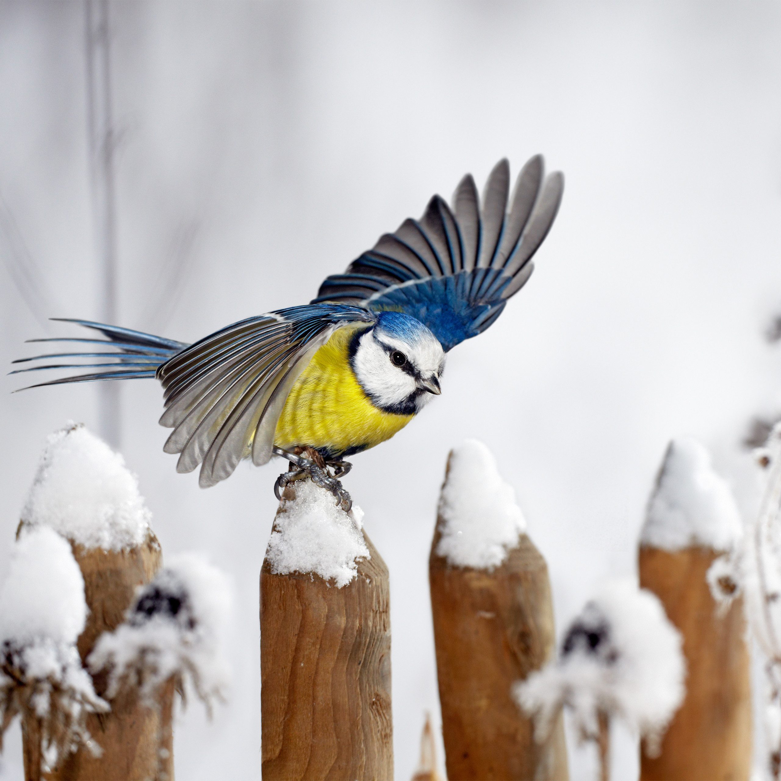 relaxdays Vogelhaus 3 x Fenster-Vogelfutterhaus günstig online kaufen