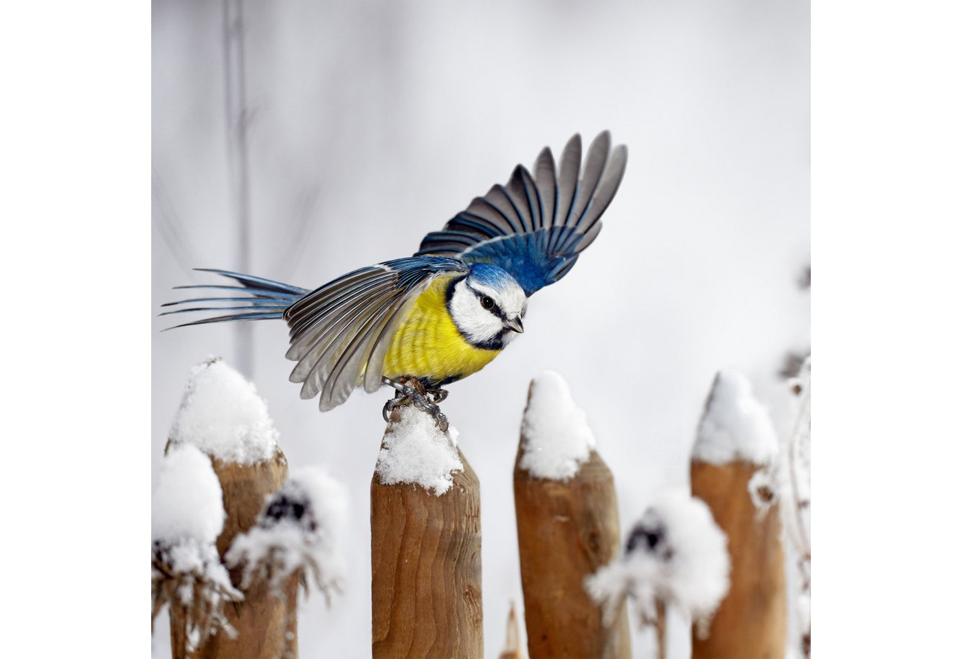 Thumbnail - relaxdays Vogelhaus 10 x Fenster-Vogelfutterhaus