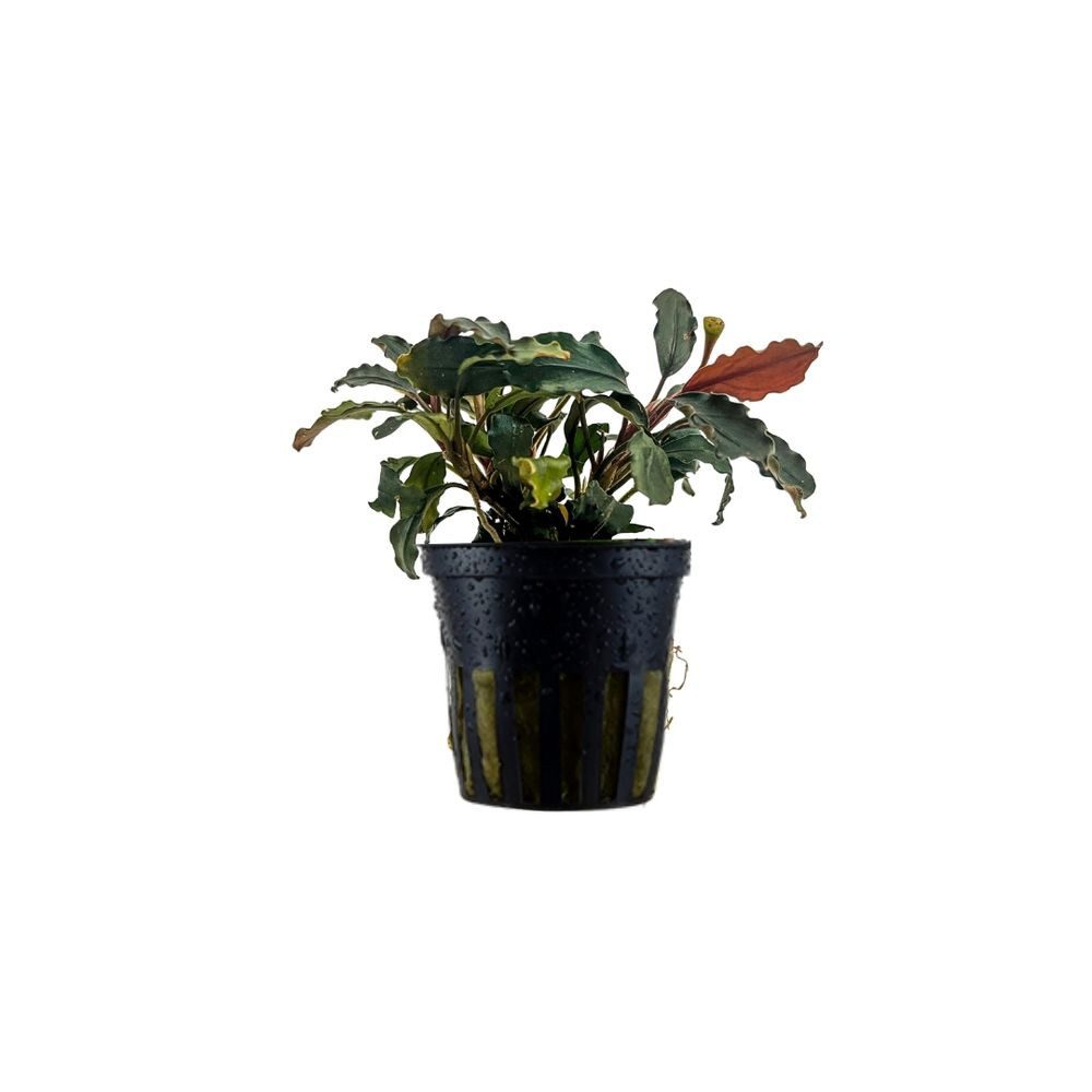 Aquaone Wasserpflanze Aquariumpflanze Bucephalandra brownie 'Ghost Ulu Kapus' Nr.339G