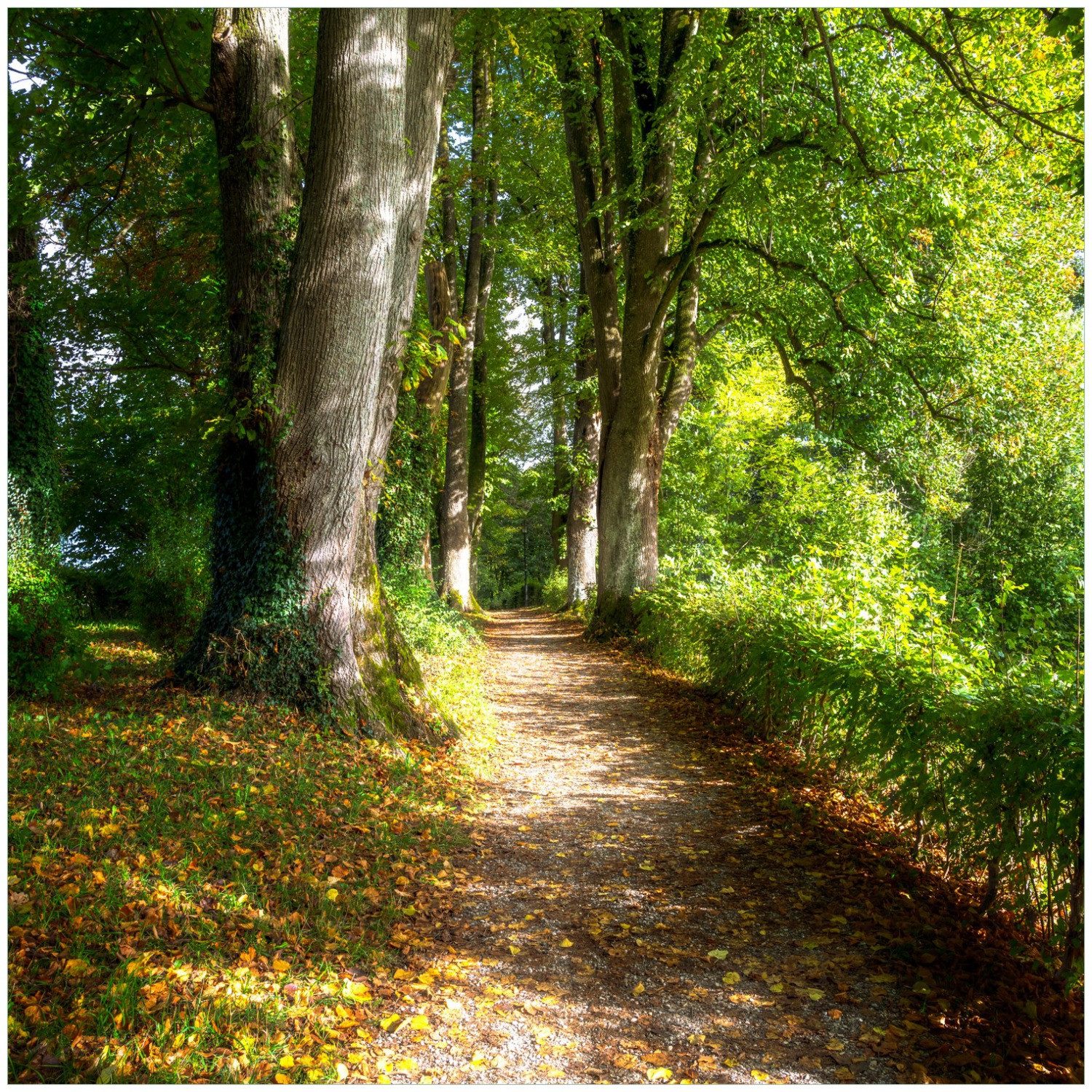 Wallario Möbelfolie Weg im Sonnenlicht
