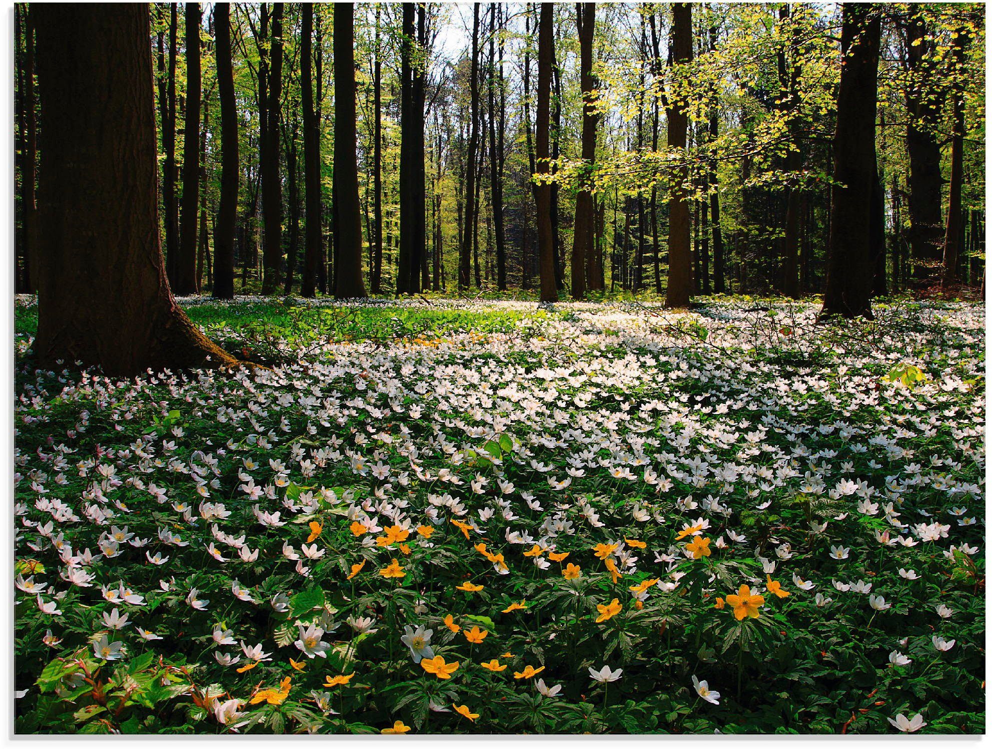 Artland Glasbild Frühlingswald bedeckt mit verschiedenen in Wald St), (1 Windröschen, Größen