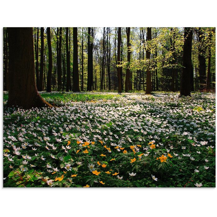 Artland Glasbild Frühlingswald bedeckt mit Windröschen Wald (1 St) in verschiedenen Größen