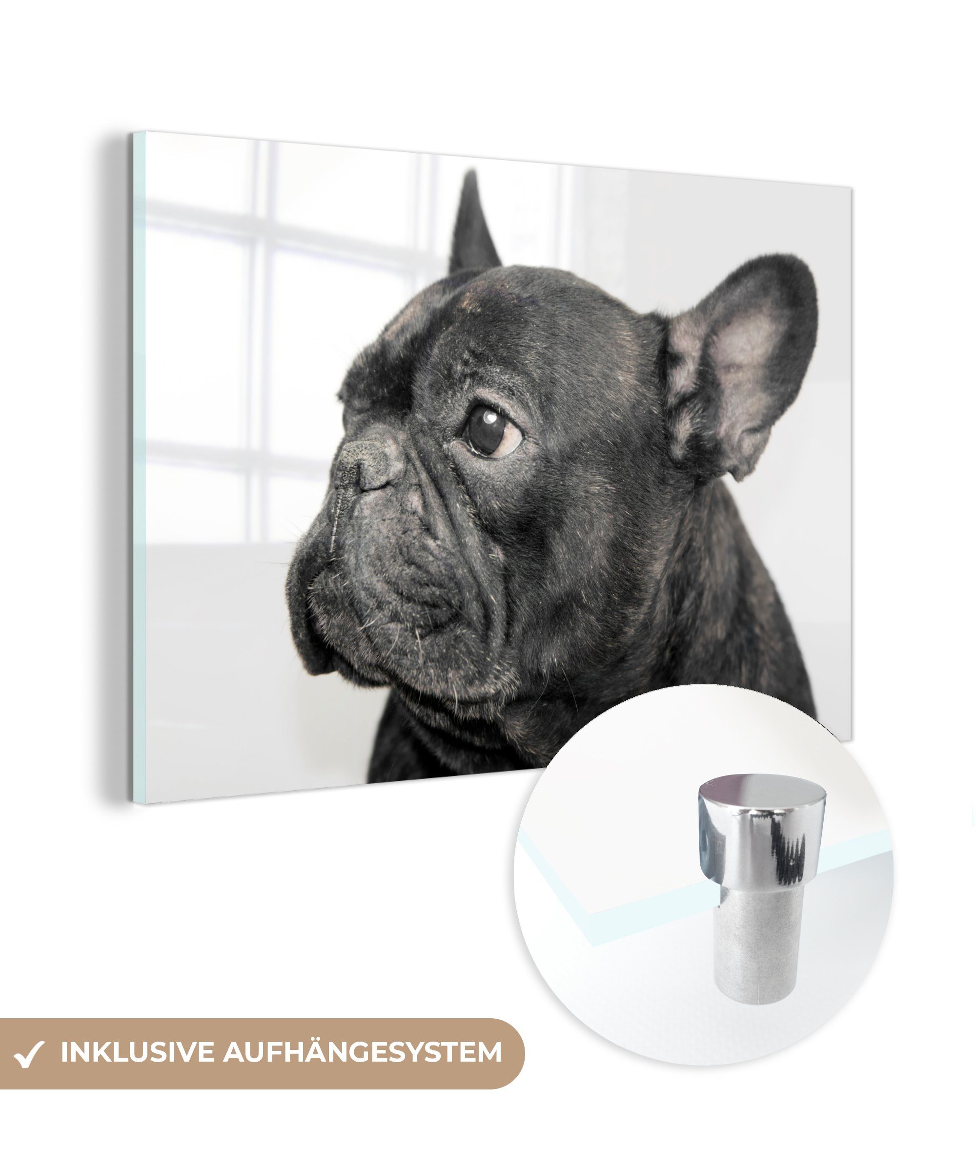 MuchoWow Acrylglasbild Französische Bulldogge auf weißem Hintergrund, (1 St), Acrylglasbilder Wohnzimmer & Schlafzimmer
