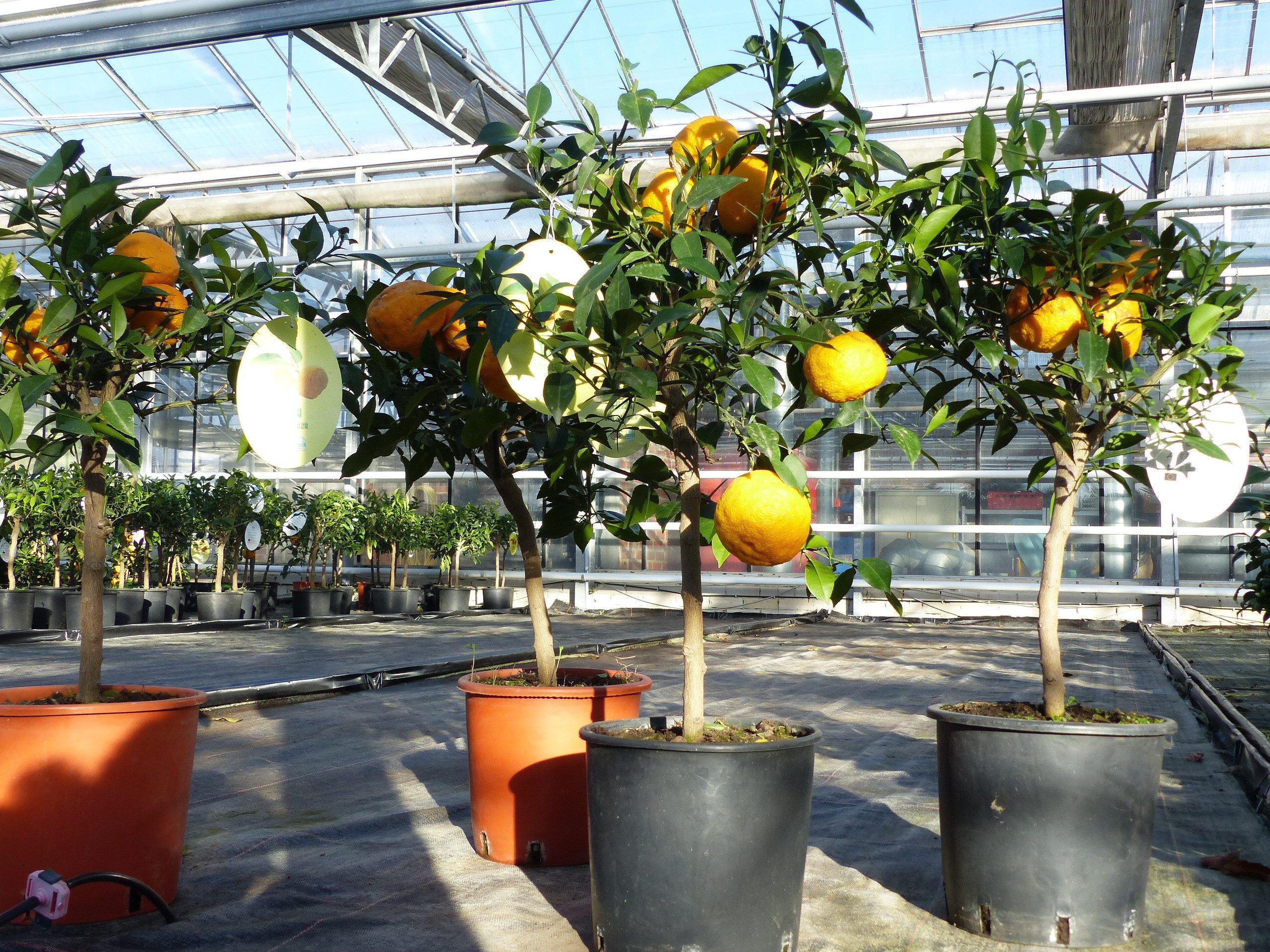 gruenwaren jakubik Zitronenbaum Citrus Yuzu 70 - 80 cm, Zitronenbaum Zitrone, japanische Zitrone