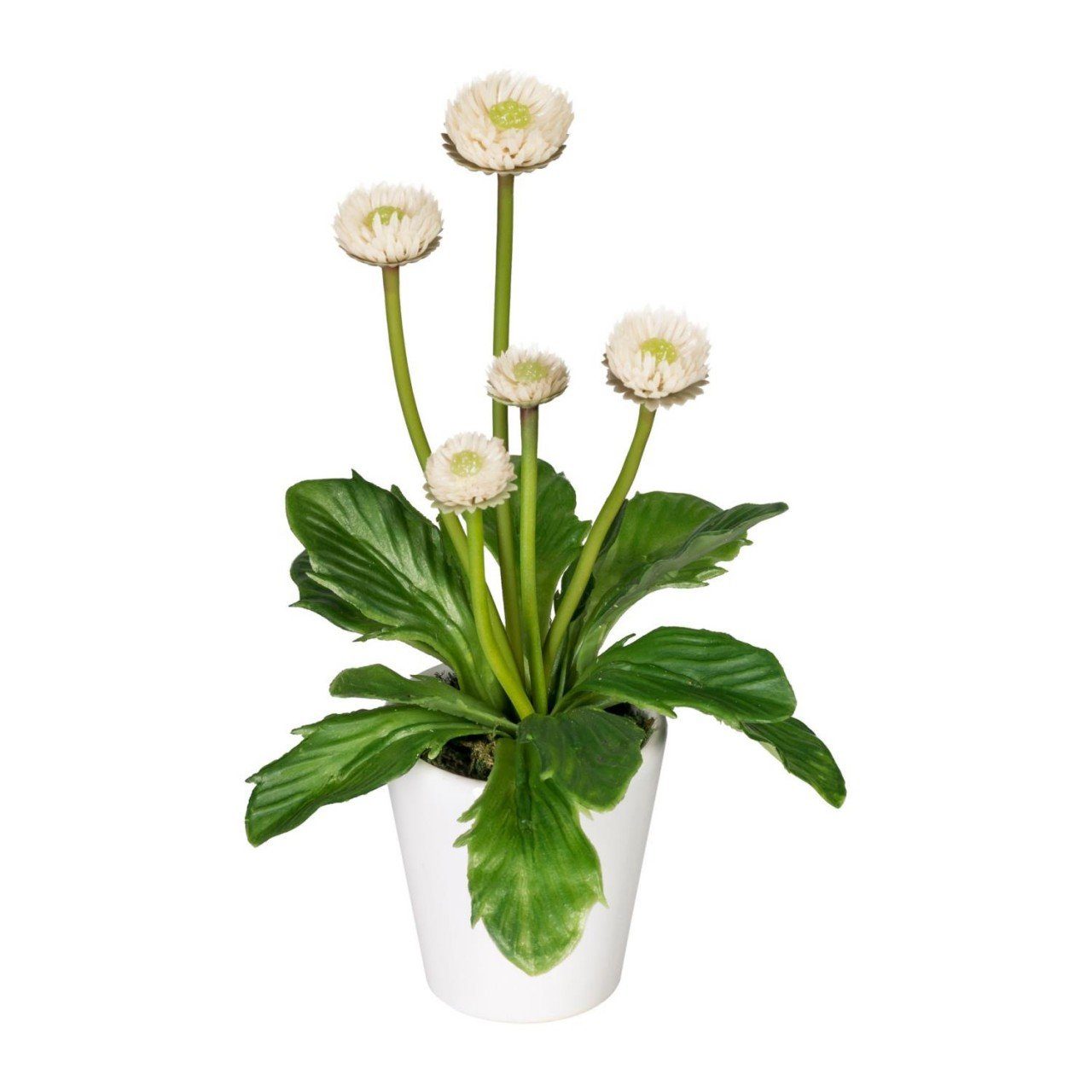 Kunststoff H:15cm Kunstpflanze, Höhe Gasper, cm, Weiß 15