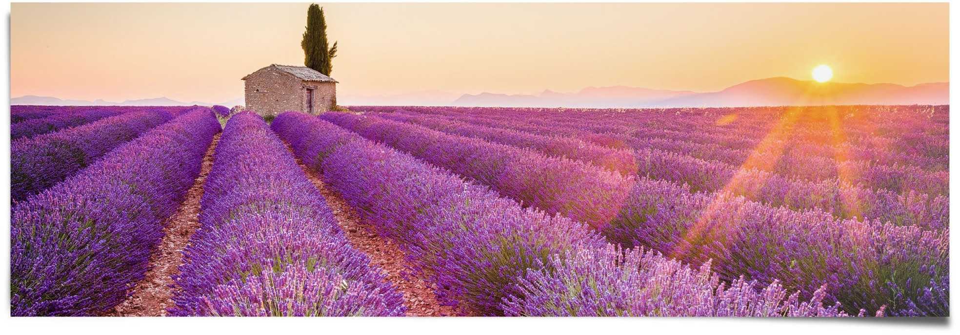 Reinders! Lavendel Poster St) Horizont, (1