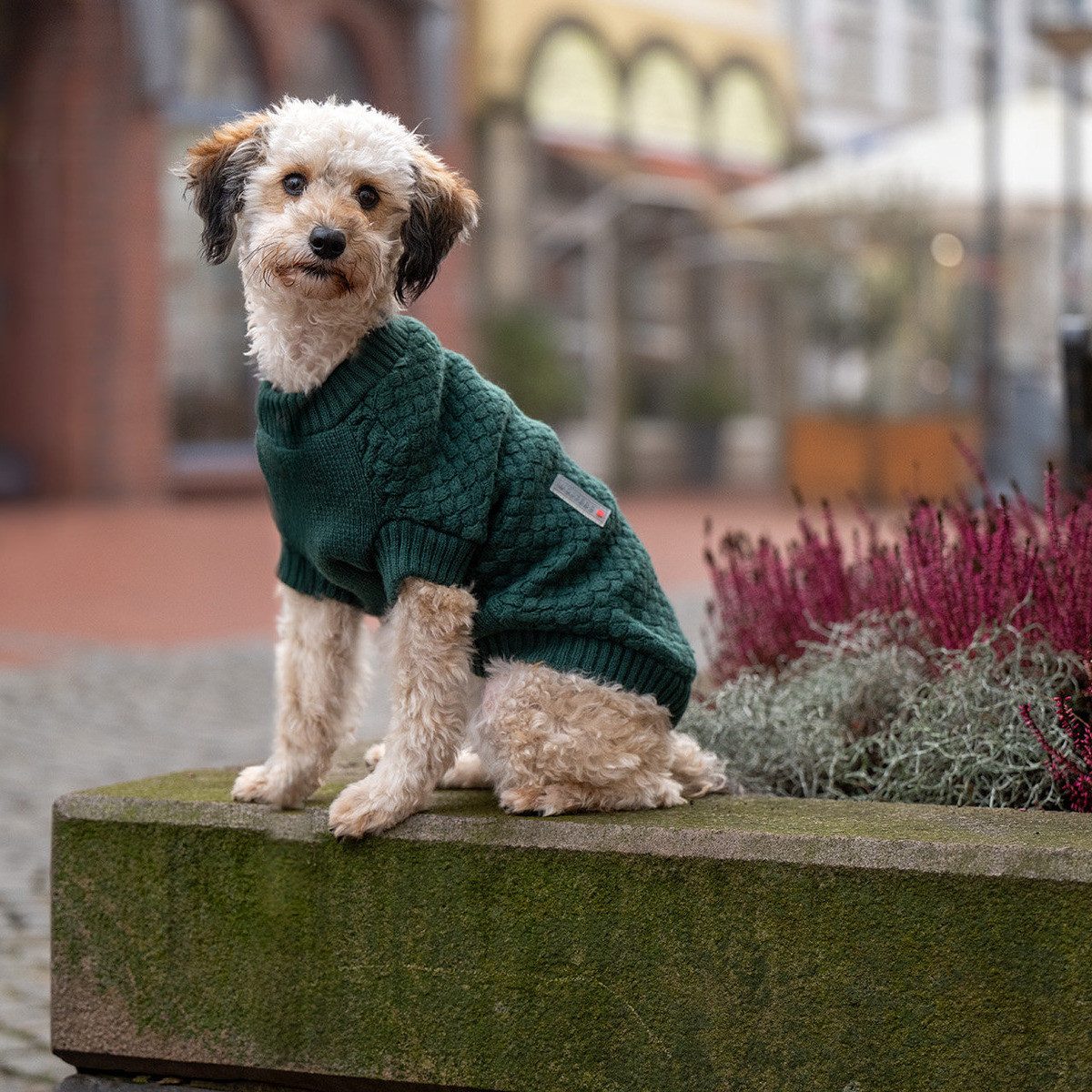 Wolters Hundepullover Strickpullover Square piniengrün