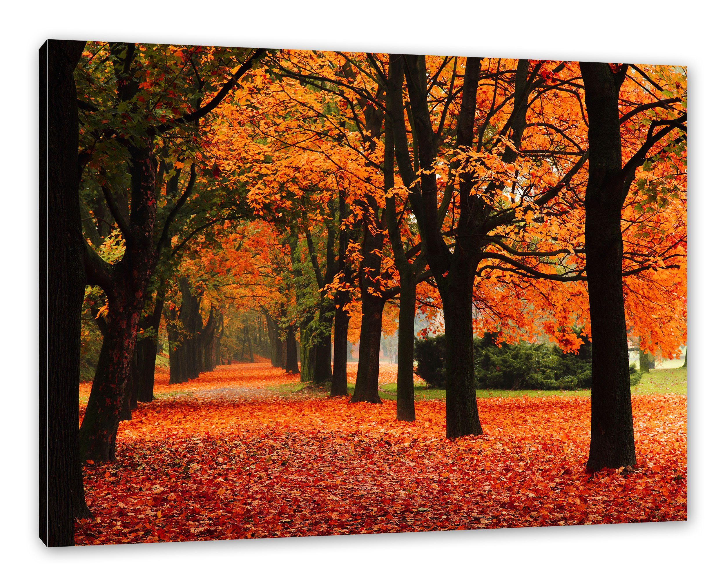 fertig inkl. Zackenaufhänger im Herbst, Pixxprint (1 im St), Baumallee Baumallee Leinwandbild Leinwandbild Herbst bespannt,
