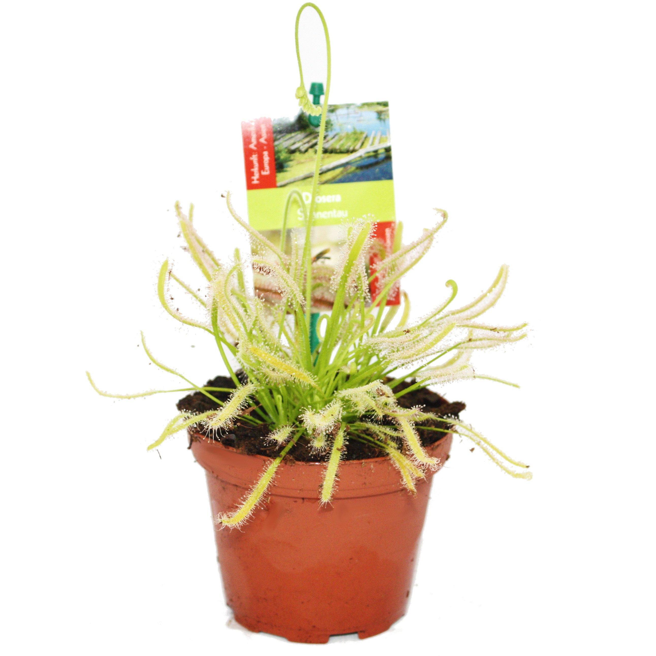 Exotenherz Zimmerpflanze Sonnentau - Drosera capensis - 9cm Topf günstig online kaufen