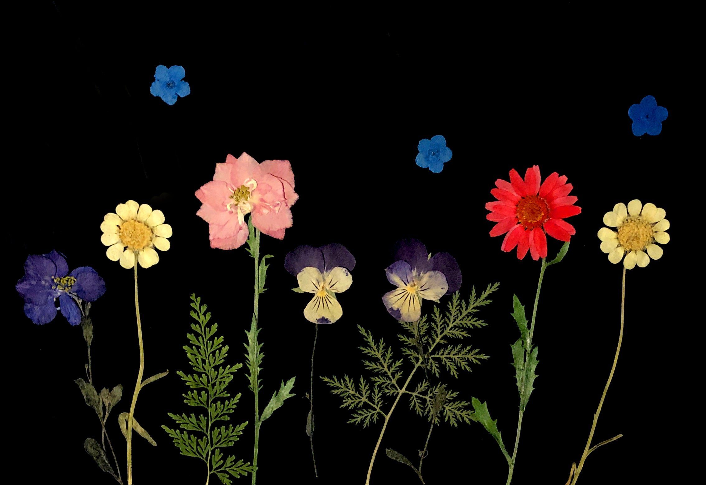 Gepresste - Blüten Blumen und Lila, Farben in Kunstharz.Art Trockenblume vielen