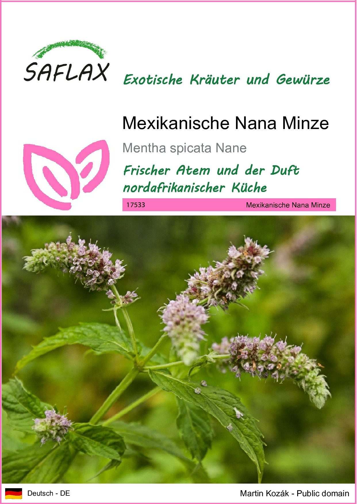 SAFLAX Kräutersamen SAFLAX - Samen - Mexikanische Nana Minze