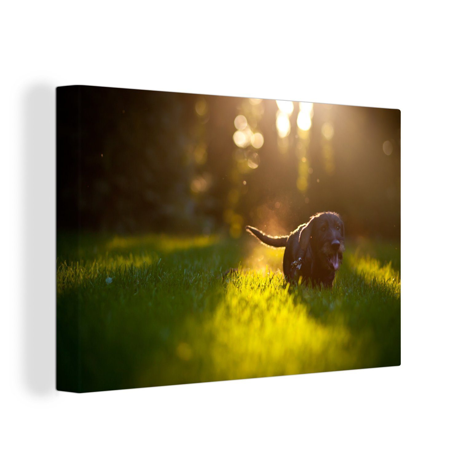 OneMillionCanvasses® Leinwandbild Schöne Sonnenstrahlen über einem schwarzen Welpen, (1 St), Wandbild Leinwandbilder, Aufhängefertig, Wanddeko, 30x20 cm