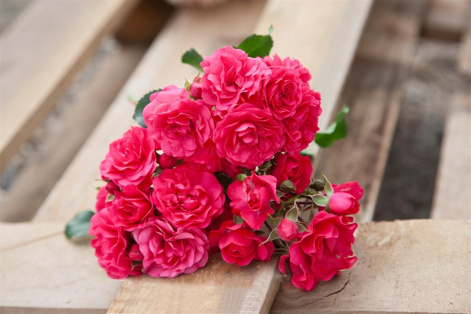 Pflanzen für Dich Rose Rosa Gärtnerfreude