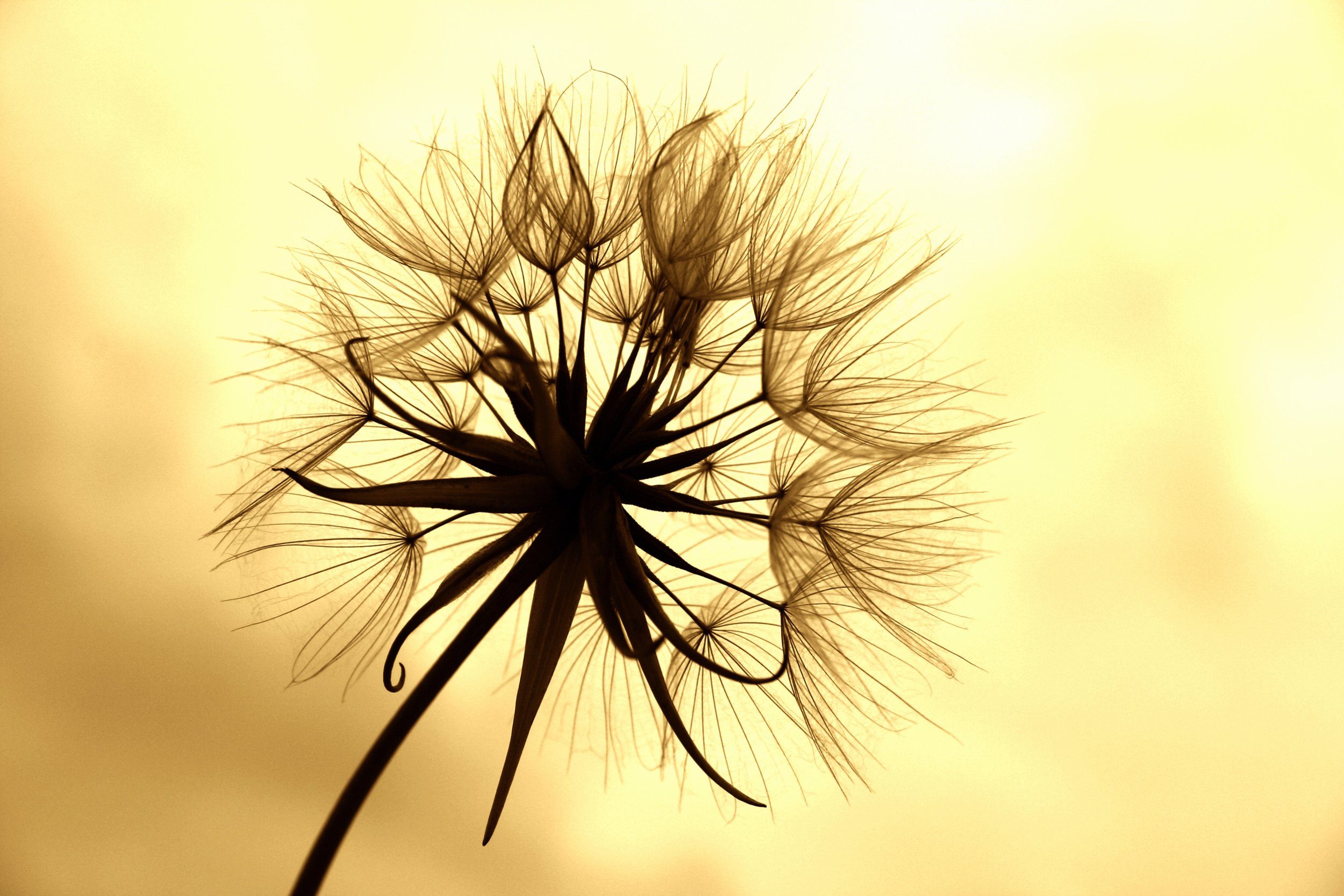 Papermoon Fototapete PUSTEBLUME-LÖWENZAHN BLUME ABSTRAKT DESIGN MUSTER BLÜTE