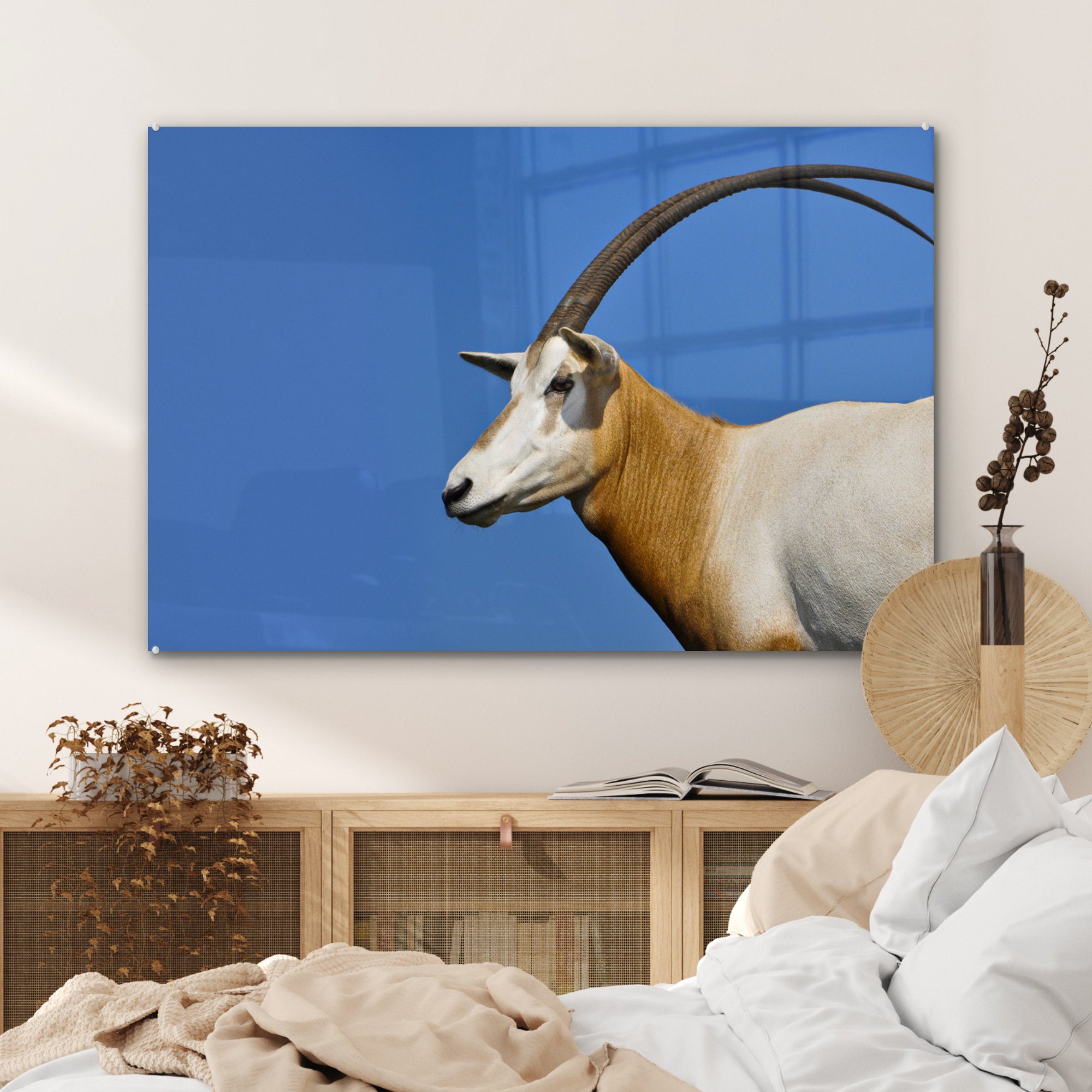 Ziege, Horn Tier St), & - Wohnzimmer Acrylglasbilder - (1 Schlafzimmer MuchoWow Acrylglasbild