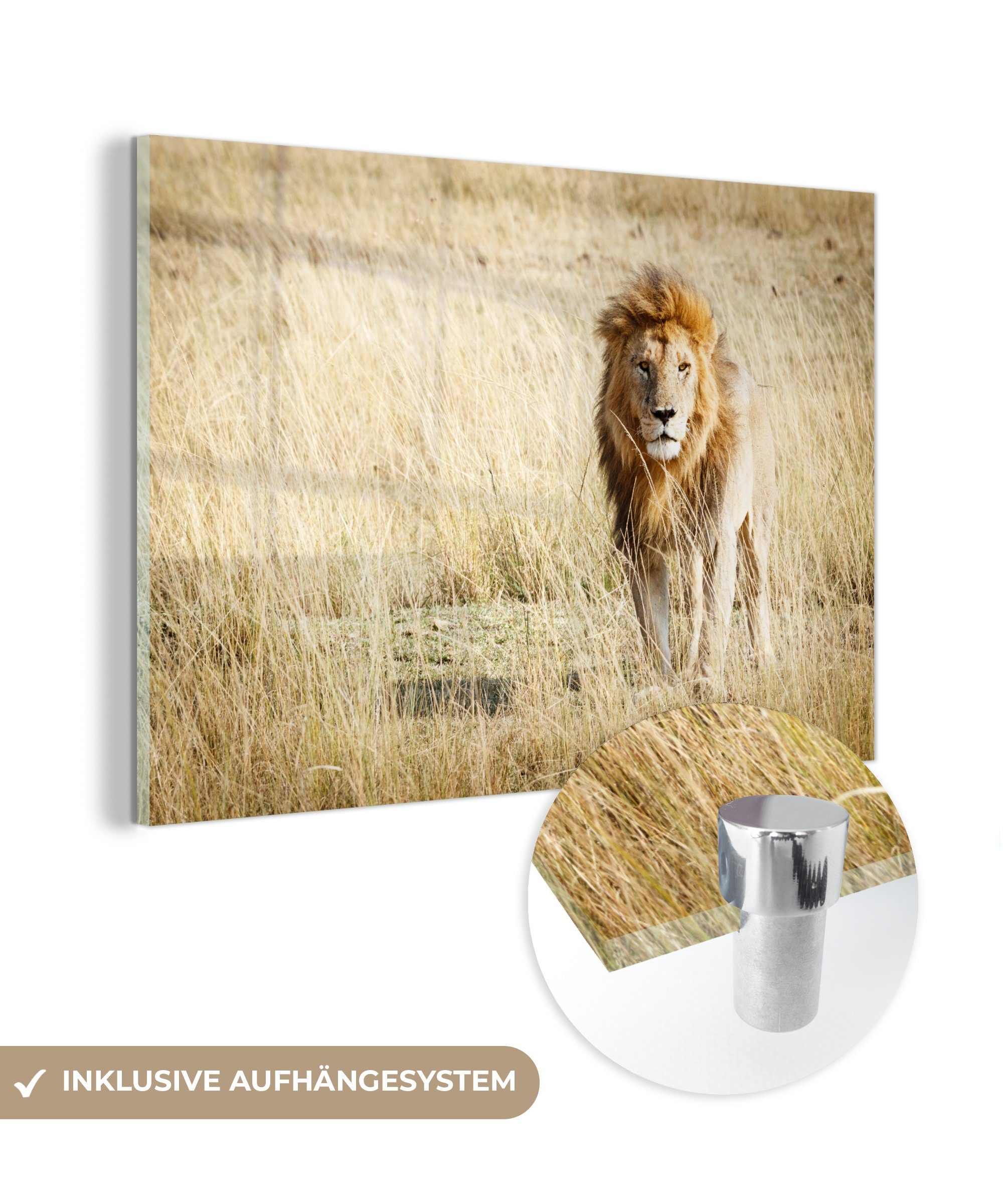 MuchoWow Acrylglasbild Löwen - Afrika auf Glas Bilder St), - Foto - Wandbild Gras, auf (1 Glas - - Wanddekoration Glasbilder