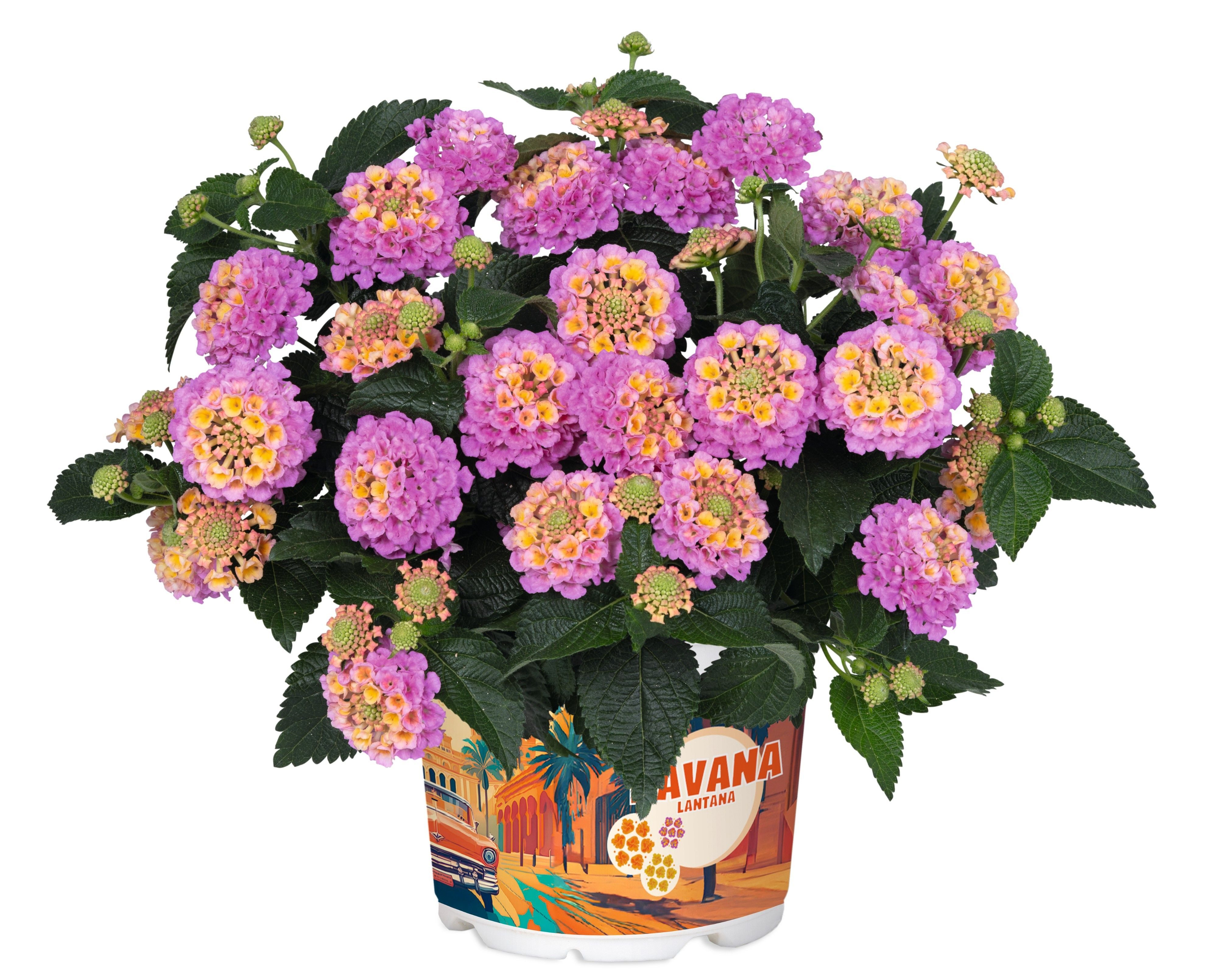 meinvipshop Topfpflanze Wandelröschen pink Lantana camara Havana Rose