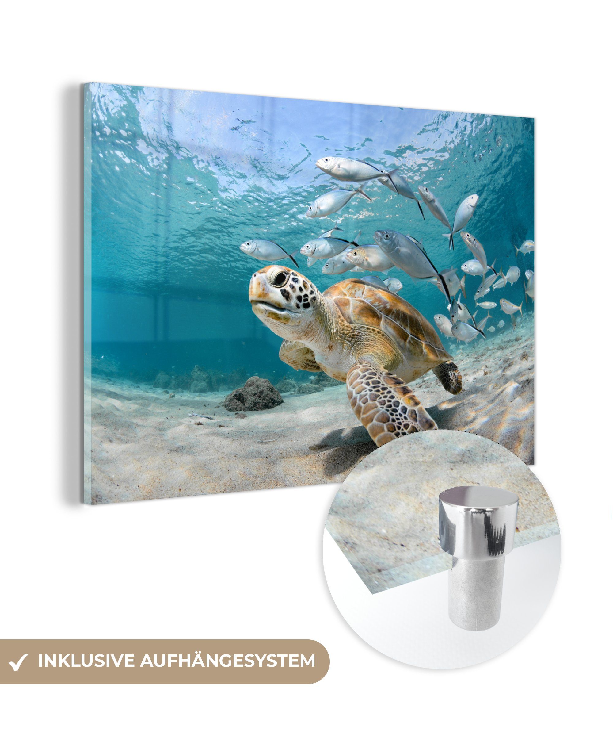MuchoWow Acrylglasbild Schildkröte - Fisch - Meer, (1 St), Glasbilder - Bilder auf Glas Wandbild - Foto auf Glas - Wanddekoration
