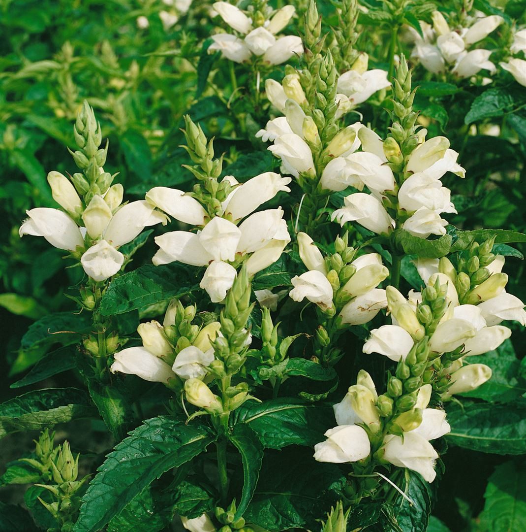 Pflanzen für Dich Staude Chelone obliqua Alba, 1 St., Schiefe Schildblume, Weiße Schildblume