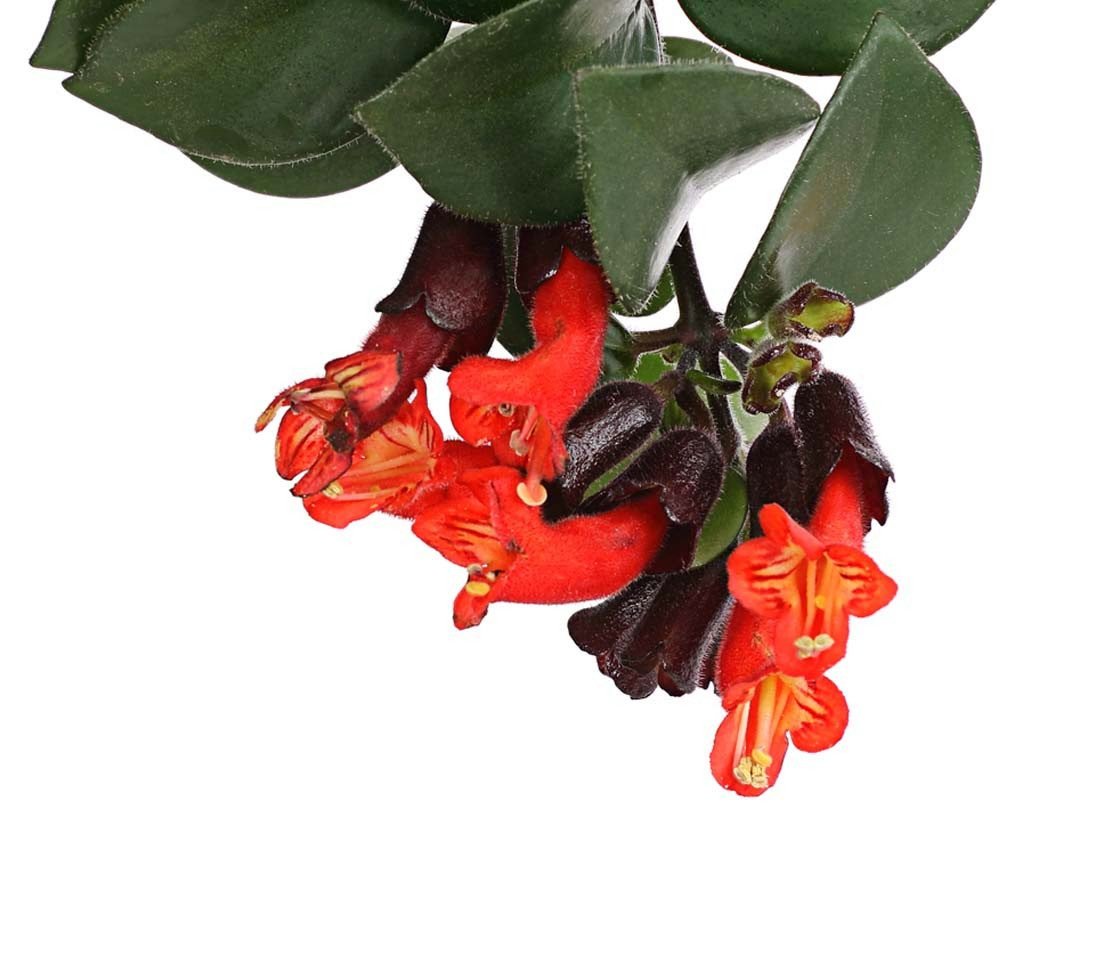 Dehner Zimmerpflanze Schamblume Mona Lisa, in Blumenampel, 40-45 cm, Ø Topf 15 cm, Aeschynanthus radicans