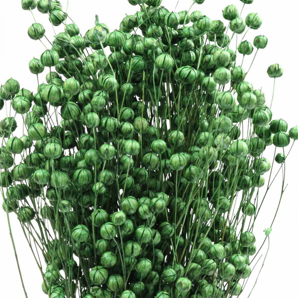 Trockenblume Trockengras Dekoration Flachs für Blumenarrangements und, Viana, Höhe 11 cm