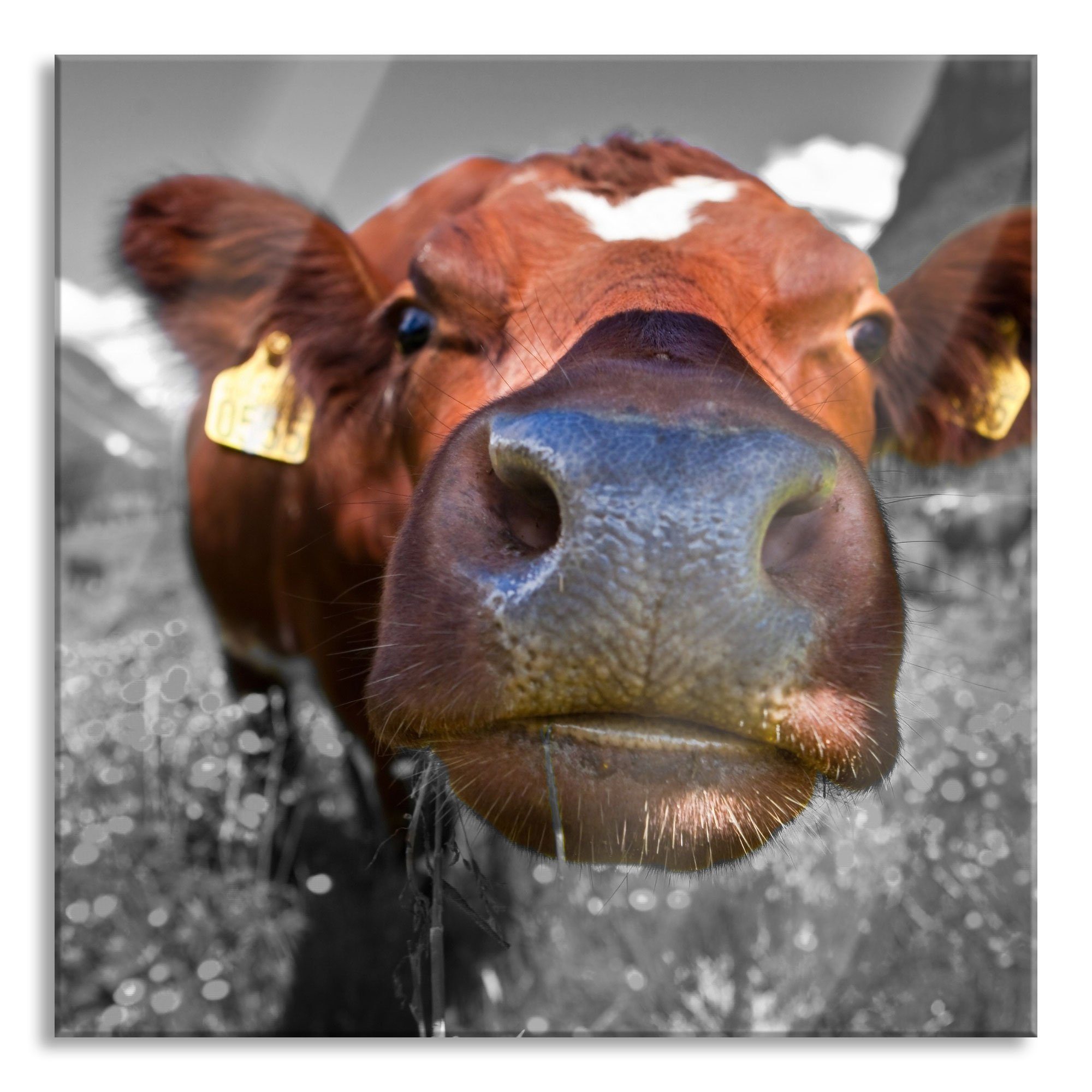 Pixxprint Glasbild ausgewachsene Kuh auf Bergwiese Aufhängungen Glasbild Echtglas, aus St), Bergwiese, inkl. (1 auf Abstandshalter ausgewachsene Kuh und