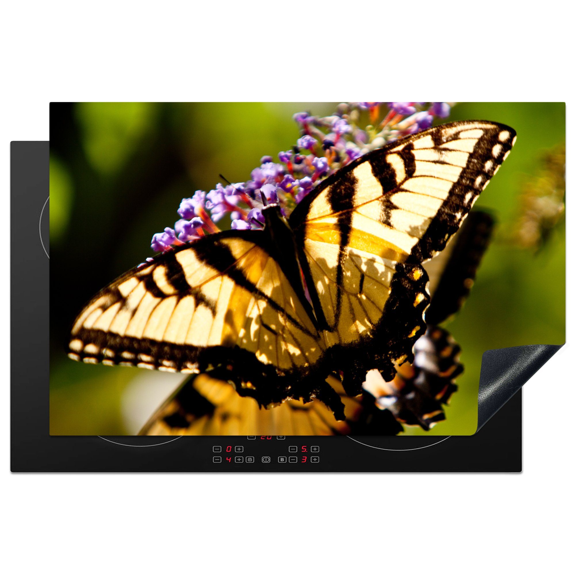MuchoWow Herdblende-/Abdeckplatte Nahaufnahme eines Papilio glaucus Schmetterlings, Vinyl, (1 tlg), 81x52 cm, Induktionskochfeld Schutz für die küche, Ceranfeldabdeckung