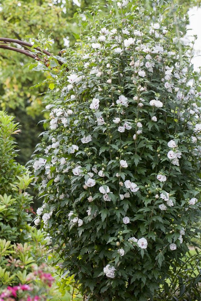 Pflanzen für Dich Gehölze Hibiscus syriacus Speciosus, 1 St., Garteneibisch, Straucheibisch