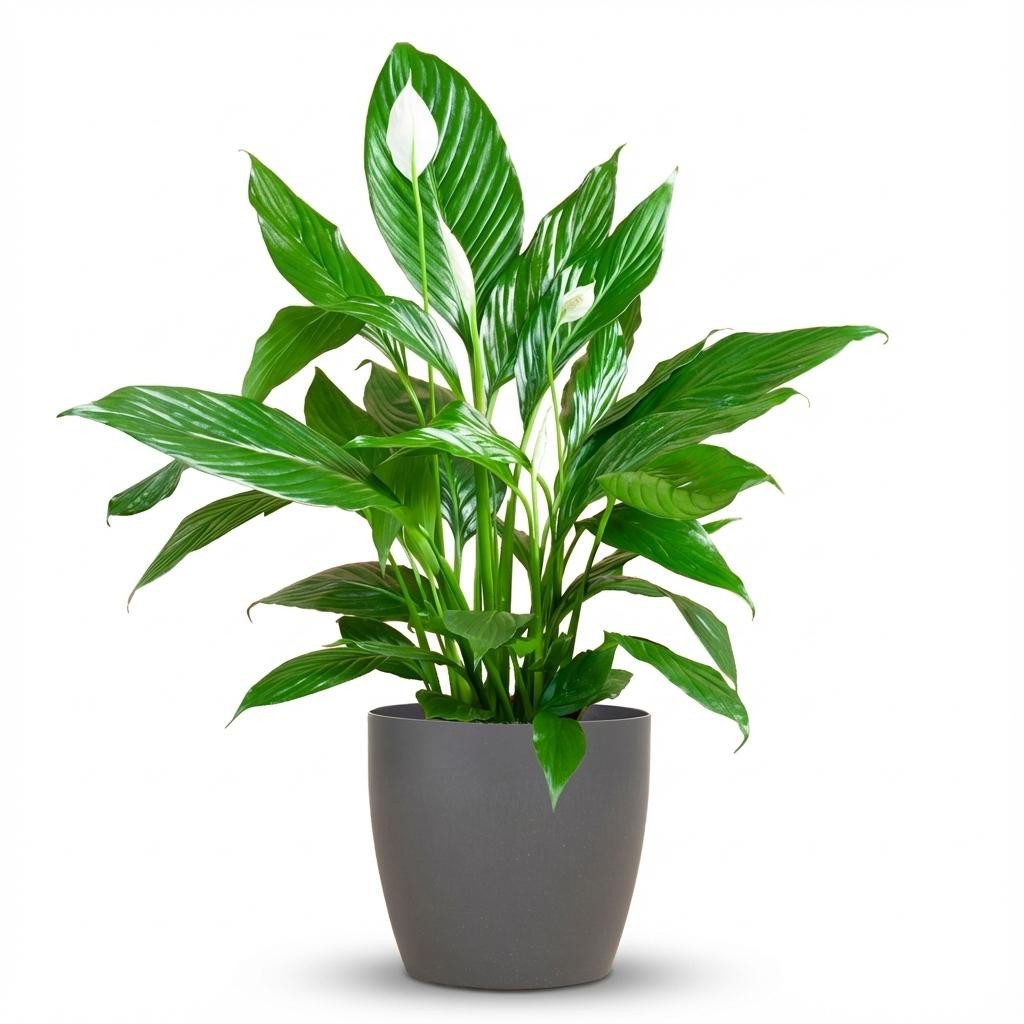 Florora Zimmerpflanze Spathiphyllum