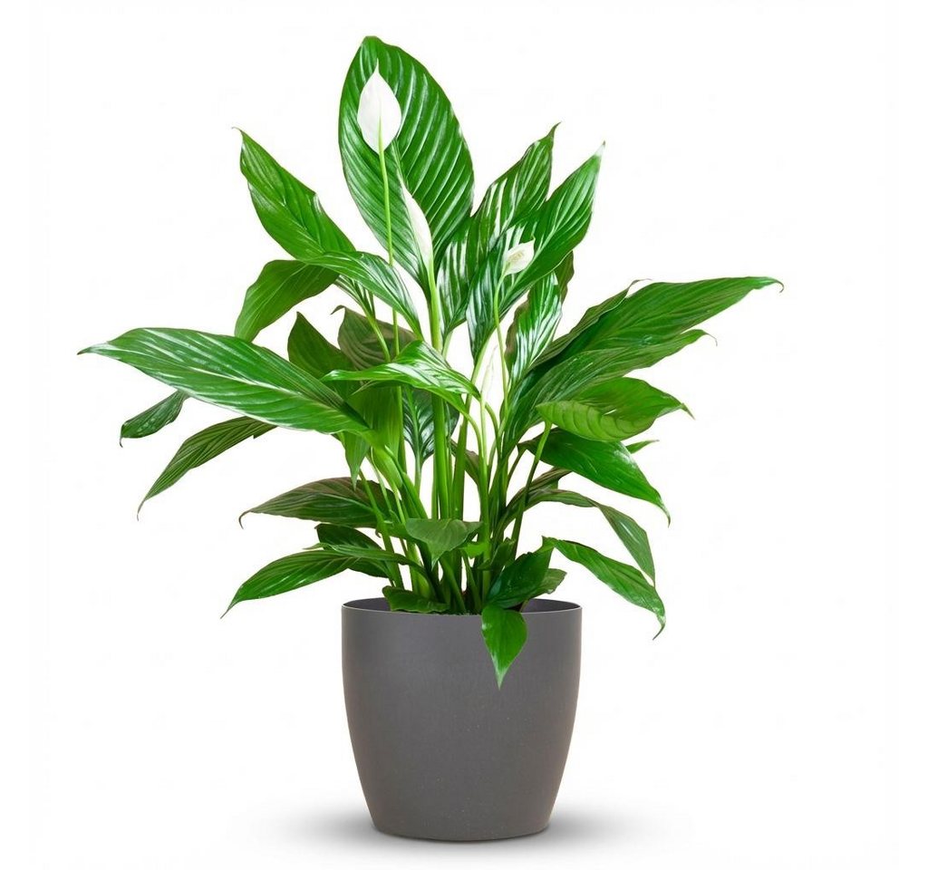 Florora Zimmerpflanze Spathiphyllum Mit – Einblatt – 80 cm
