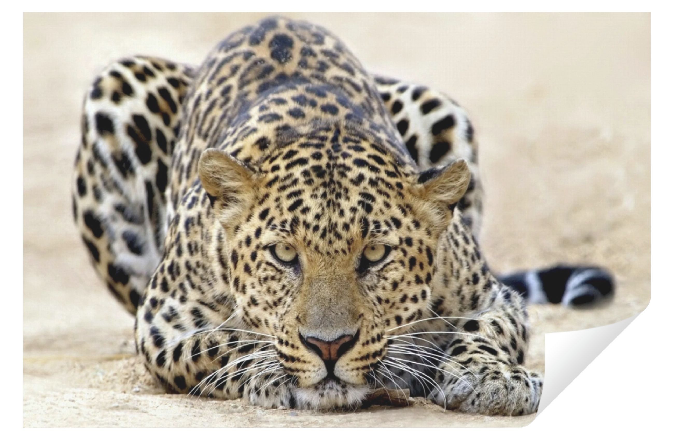 Wallarena Fototapete Leopard Tiere - Mehrfarbig - Modern - Vlies - Wohnzimmer, glatt, (2 St), 100x70cm