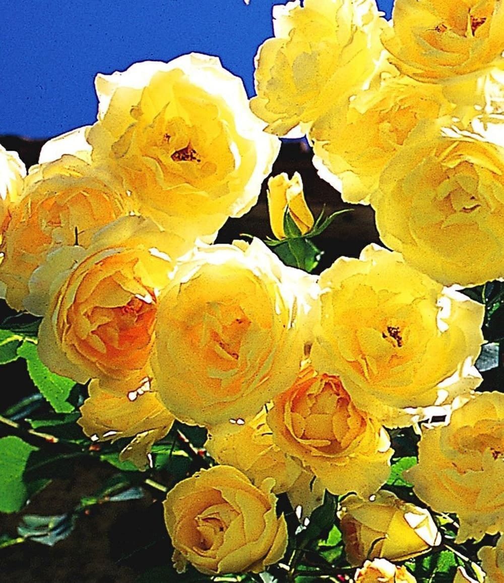 BALDUR Garten Kletterpflanze Kletter-Rose 'Dune®', 1 St., Kletterpflanze,winterhart, mehrjährig,duftend