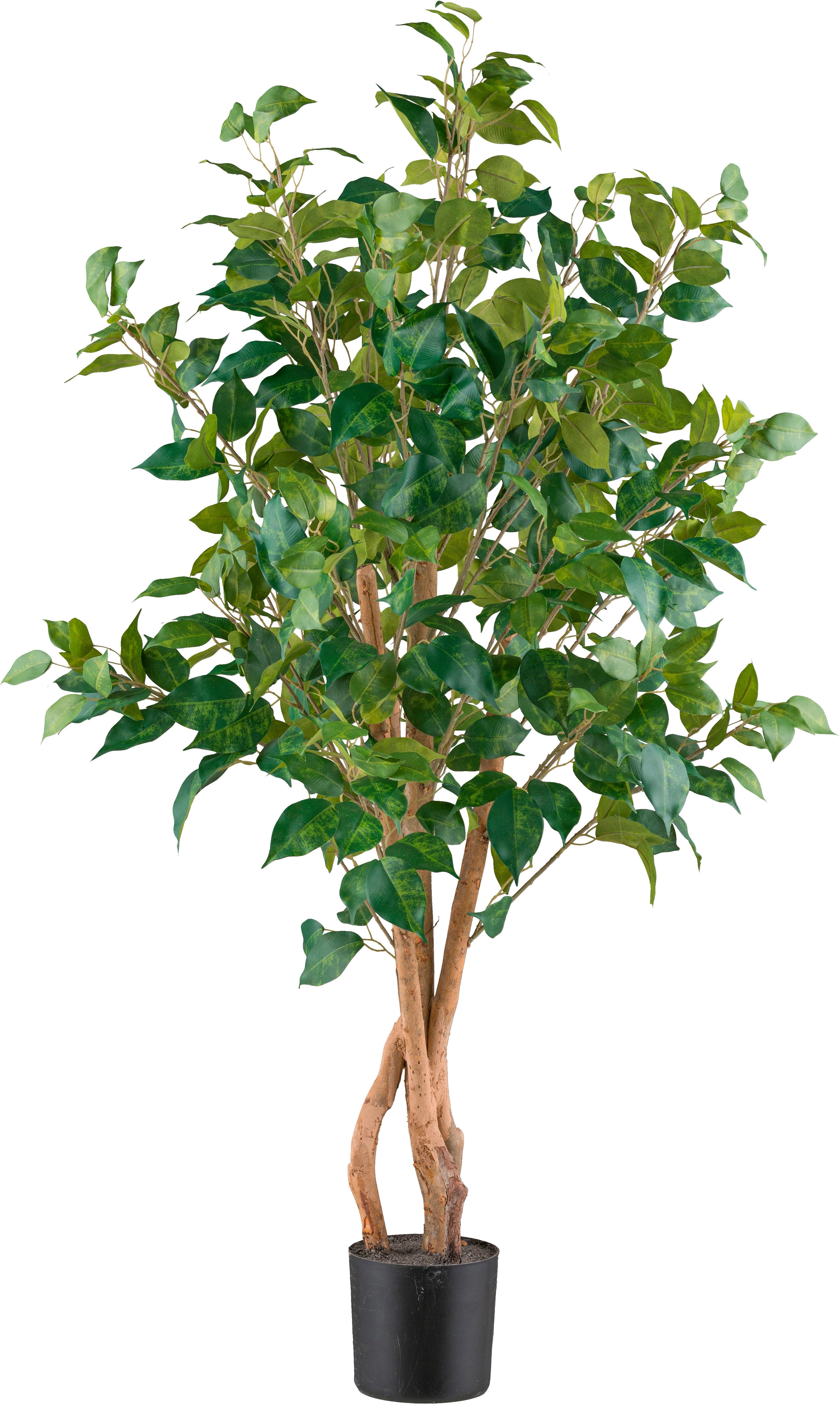 Kunstpflanze Ficus benjamina Grünpflanze, Creativ green, günstig online kaufen