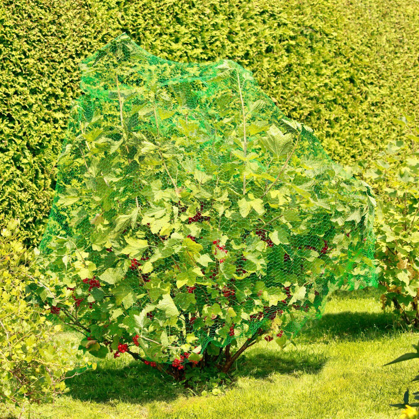 Windhager Schutznetz für Obstbäume und Sträucher, Vogelschutz-Netz Rational, BxL: 4x10 m, (1-St), Maschenweite 15 mm, erhältlich in unterschiedlichen Größen – Bild 4 von 4