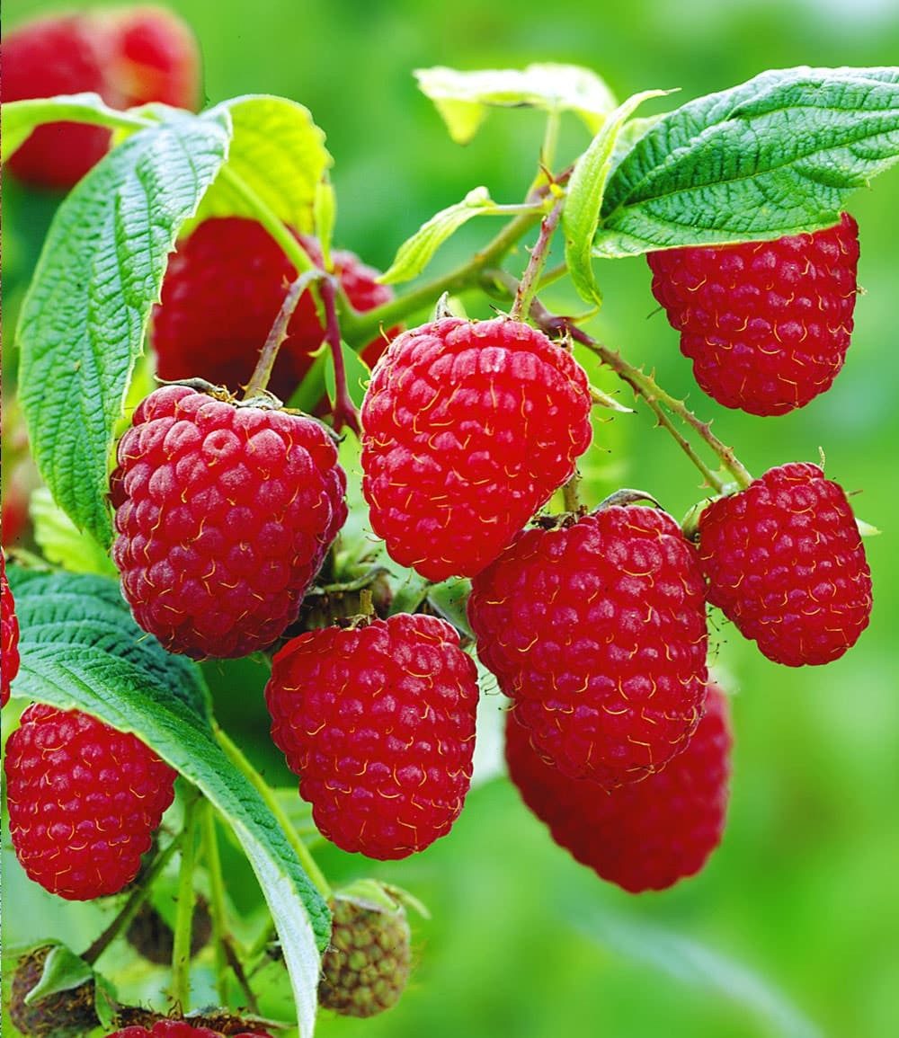 BALDUR Garten Obstpflanze Himbeere TwoTimer® Sugana®, 2 St., Selbstbefruchtend,winterhart, mehrjährig, pflegeleicht