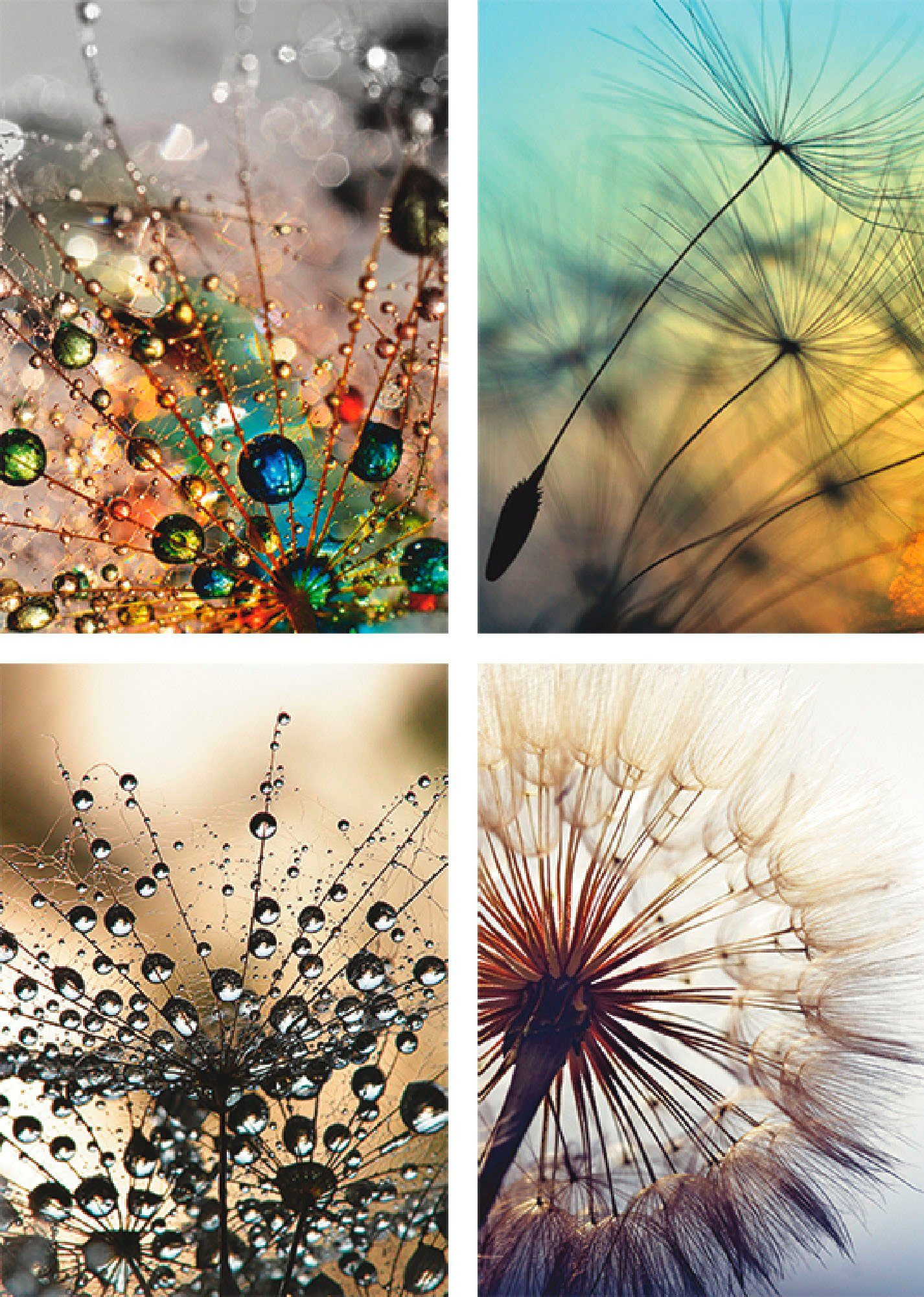 Artland Плакат Pusteblume,Nahaufnahme Löwenzahn, Blumen (4 St), Плакат, Wandbild, Bild, Wandposter