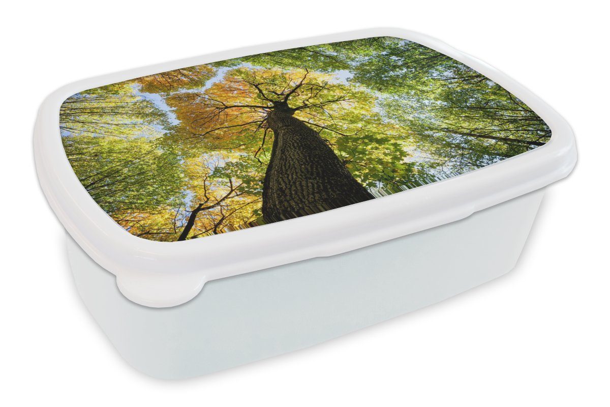 MuchoWow Lunchbox Baum - Natur - Wald, Kunststoff, (2-tlg), Brotbox für Kinder und Erwachsene, Brotdose, für Jungs und Mädchen weiß