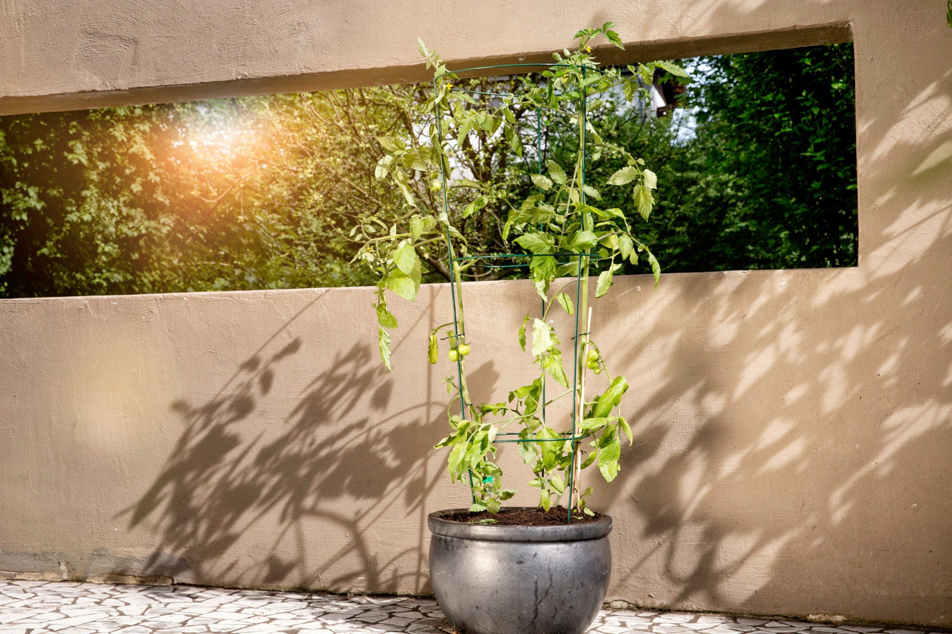 Windhager Rankhilfe runder Tomatenstützturm Ø 35 cm, 1 St., Kletterhilfe für Blumen und Gemüsepflanzen