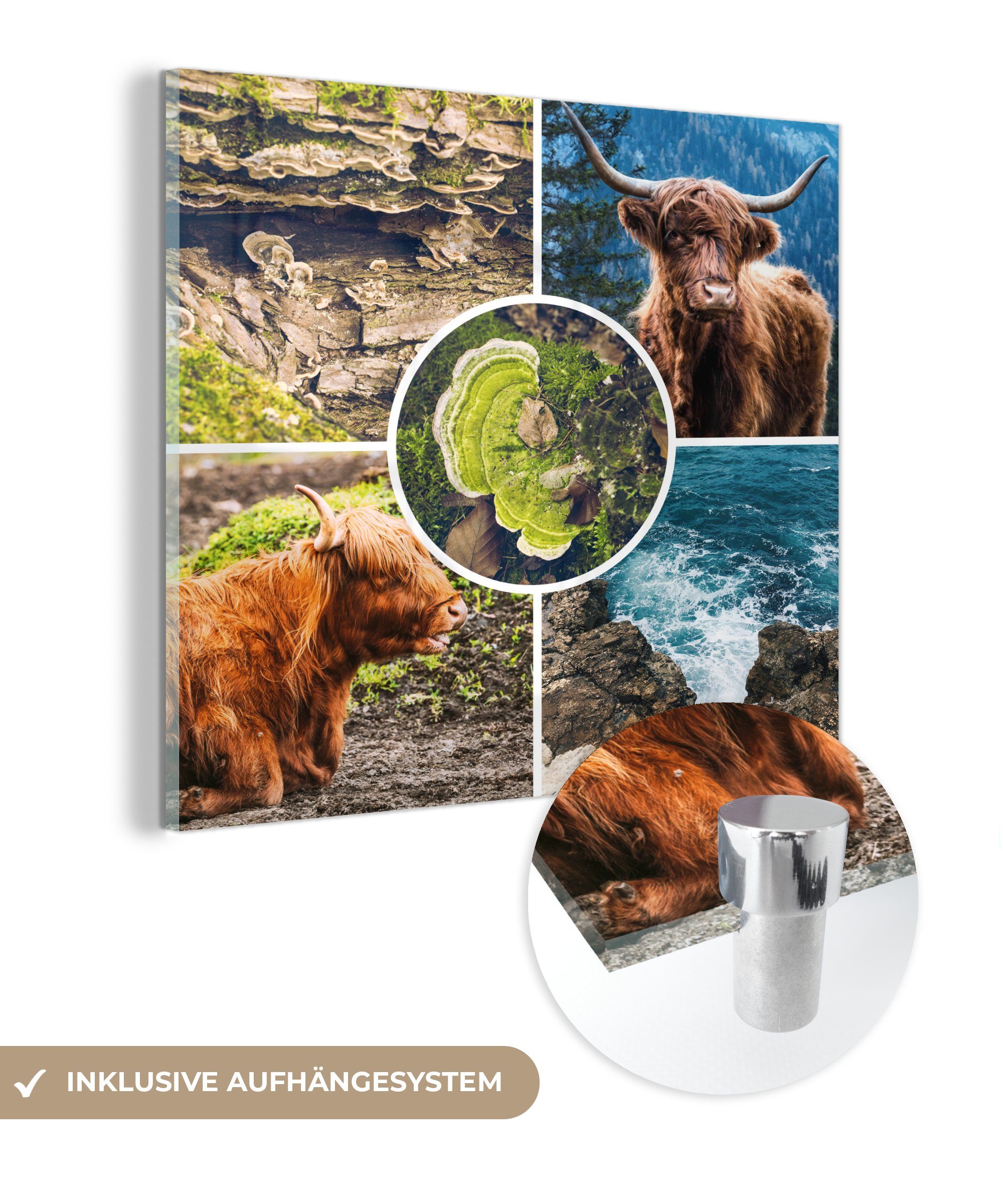 MuchoWow Acrylglasbild Schottische Highlander - Tiere - Natur, (1 St), Glasbilder - Bilder auf Glas Wandbild - Foto auf Glas - Wanddekoration